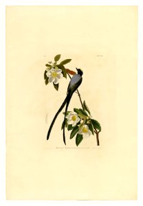 168 Fork-tailed Flycatcher