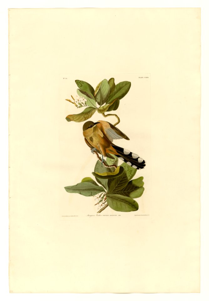 169 Mangrove Cuckoo