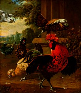 Royen Birds attacked by a hawk