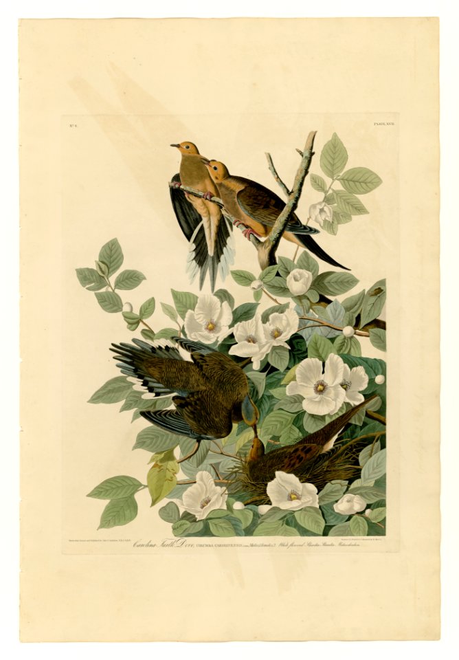 17 Carolina Turtle Dove