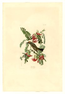170 Gray Tyrant