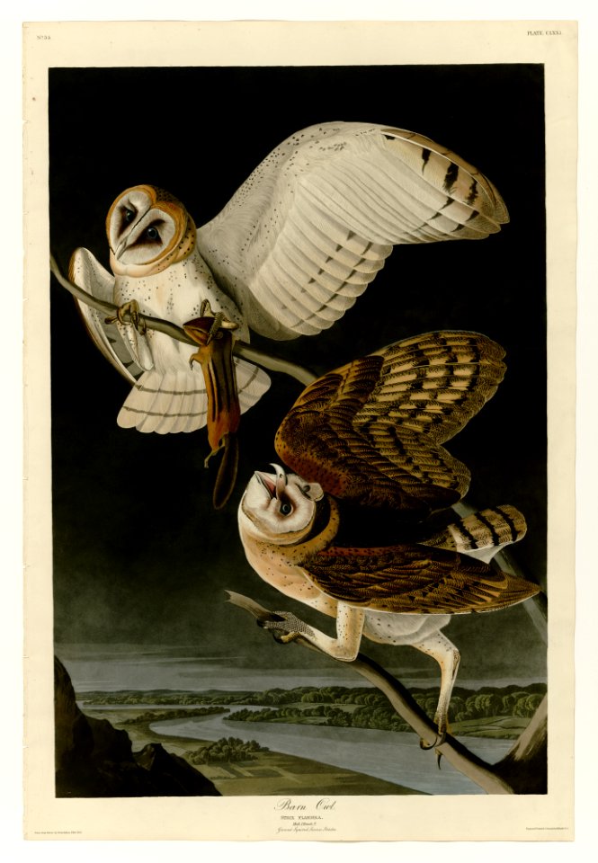 171 Barn Owl