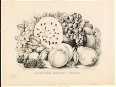 American autumn fruits LCCN90708496