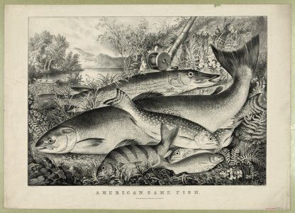 American game fish LCCN90708533