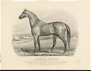 American eclipse- The celebrated racehorse and sire of racers LCCN90708502