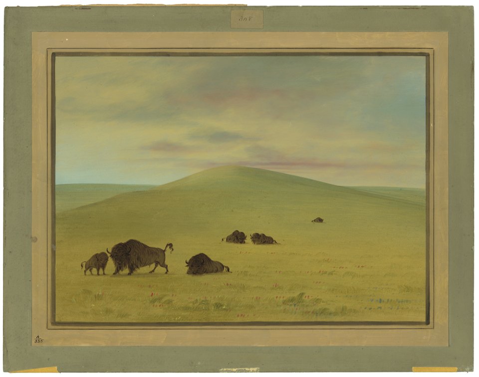 American Pasturage - Prairies of the Platte C15904