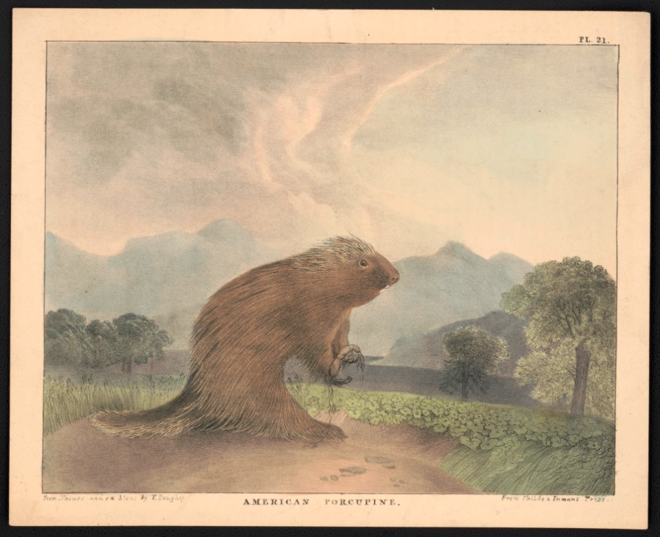 American porcupine - from nature and on stone by T. Doughty ; from Childs & Inman's Press. LCCN2013651012