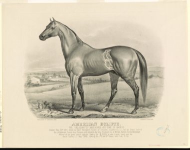 American eclipse- The celebrated racehorse and sire of racers LCCN90708502
