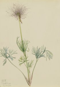 American Pasqueflower (Pulsatilla ludoviciana), 1970.355.434, by Mary Vaux Walcott