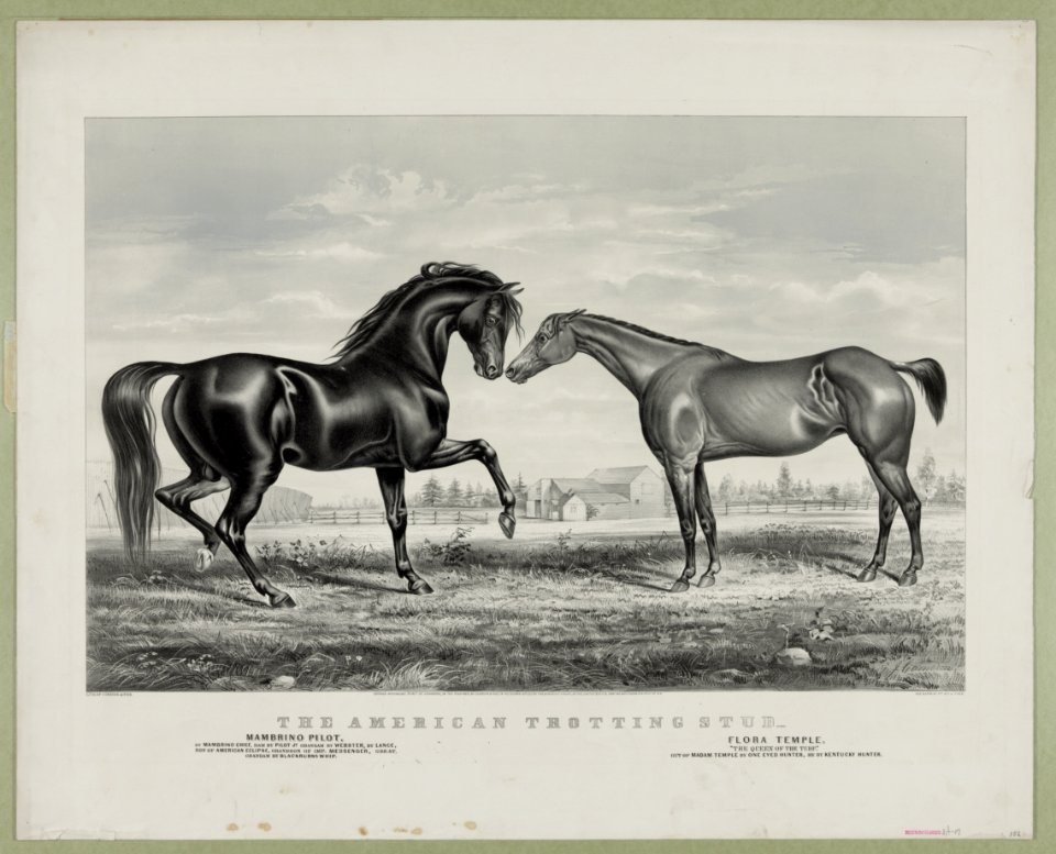 American trotting stud- Mambino Pilot, Flora Temple LCCN90708629
