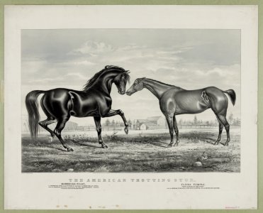 American trotting stud- Mambino Pilot, Flora Temple LCCN90708629