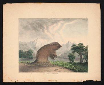 American porcupine - E.S. Mesier's Lith. ; J.G. Clonney del. LCCN2013651013