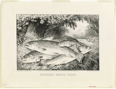 American brook trout LCCN90708498