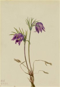 American Pasqueflower (Pulsatilla ludoviciana), 1970.355.433, by Mary Vaux Walcott