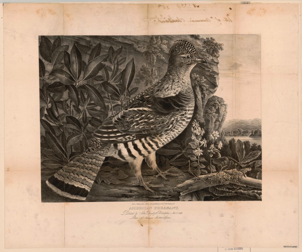 American pheasant - from nature & on stone Childs & Inman Lithrs. 122 Walnut St. LCCN2013651004