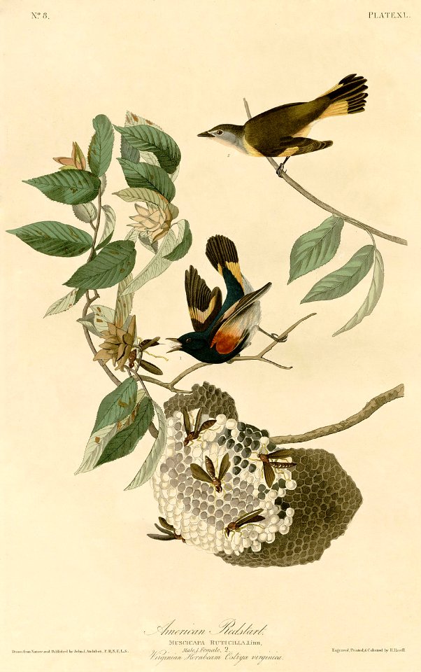 American Redstart (Audubon)