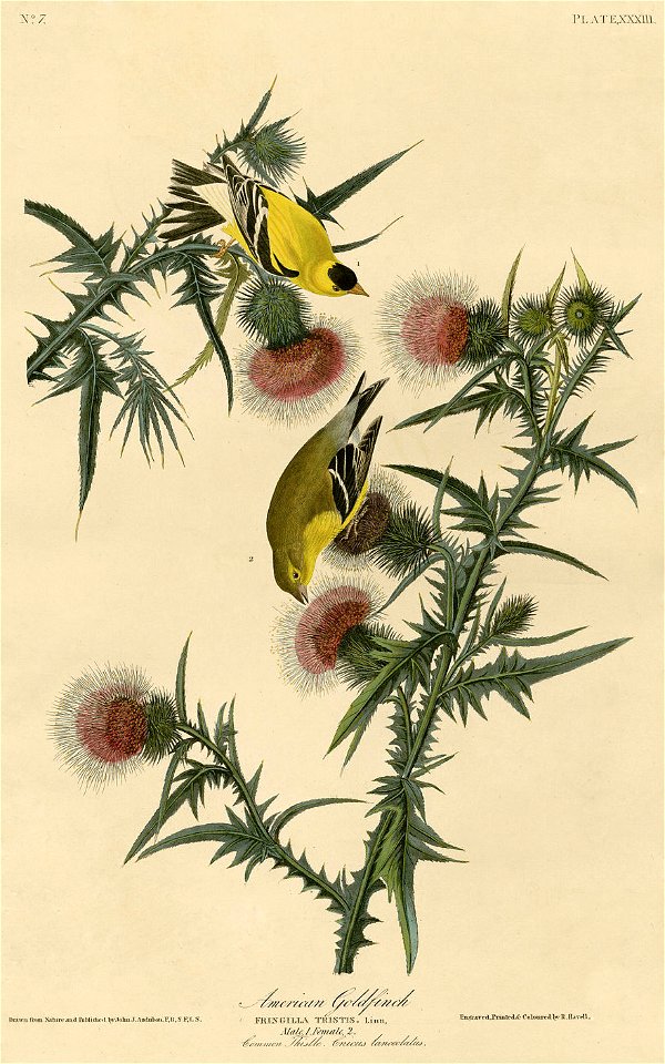 American Goldfinch (Audubon)
