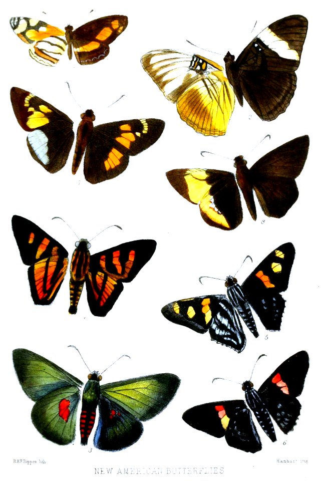 AmericanButterfliesRippon