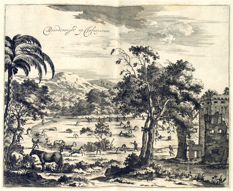 AMH-7005-KB Catching horses near Jaffnapatnam