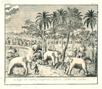 AMH-7101-KB Various types of elephant in Ceylon