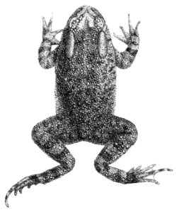 Amietophrynus funereus