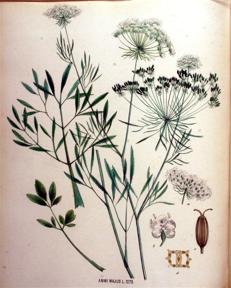 Ammi majus — Flora Batava — Volume v16