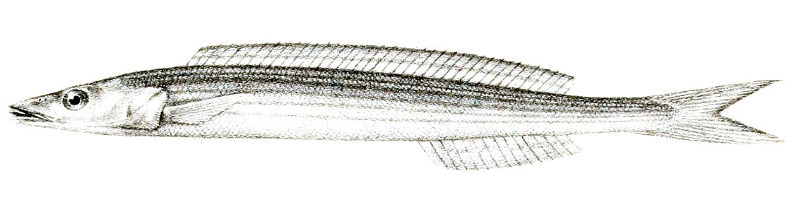 Ammodytes kallolepis Suzini 91