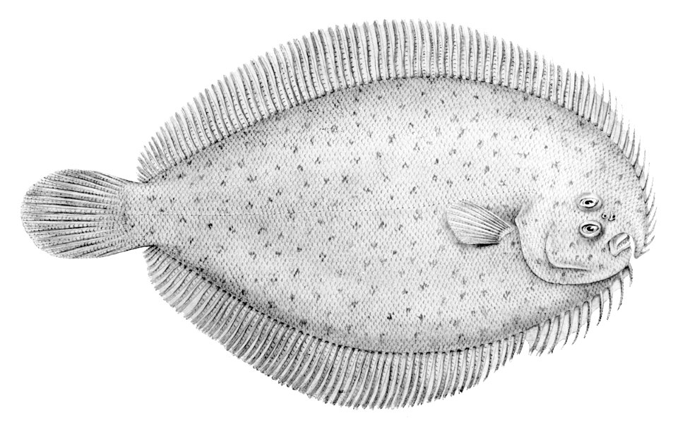 Ammotretis lituratus