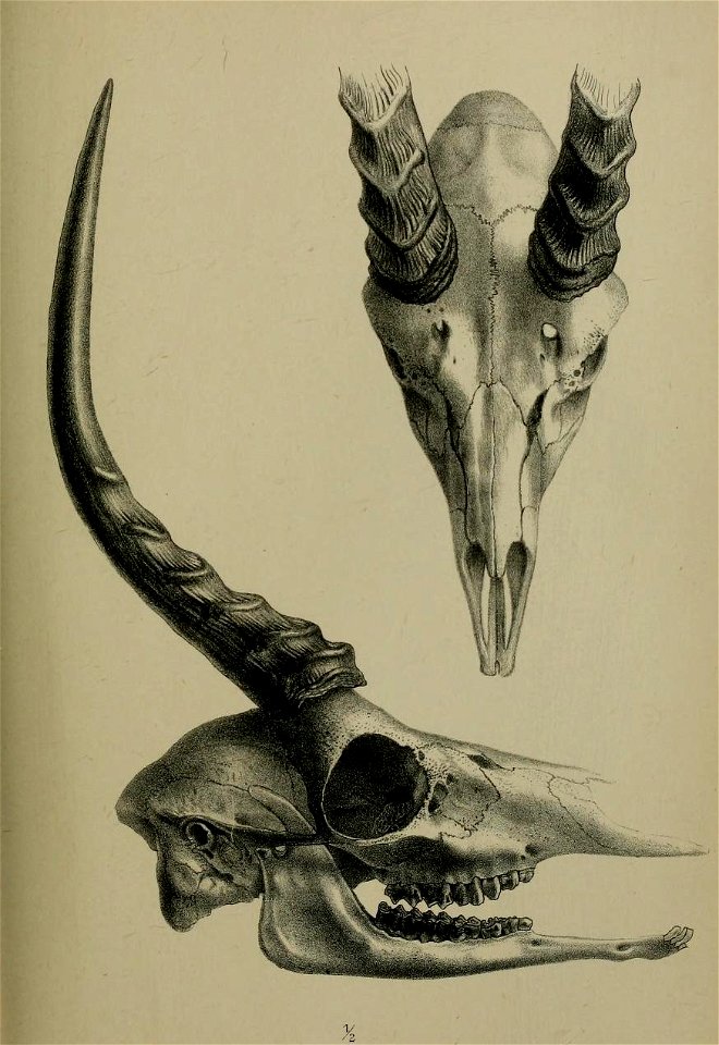 Ammodorcas clarkei skull 1891