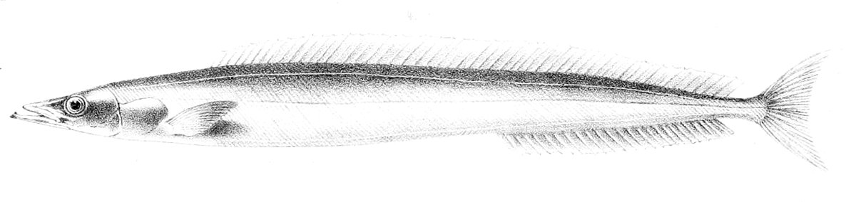 Ammodytes