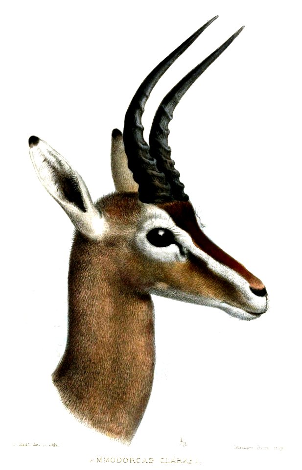 AmmodorcasClarkeiSmit