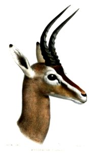 AmmodorcasClarkeiSmit