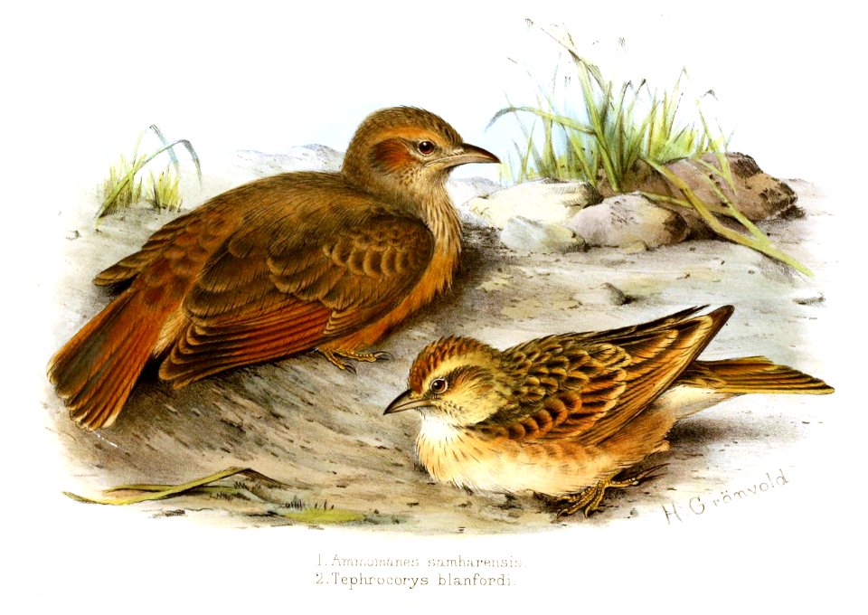 Ammomanes Tephrocorys Gronvold