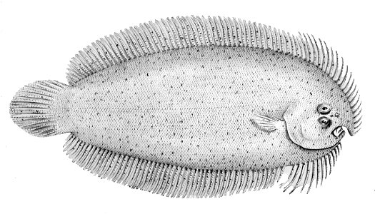 Ammotretis elongatus