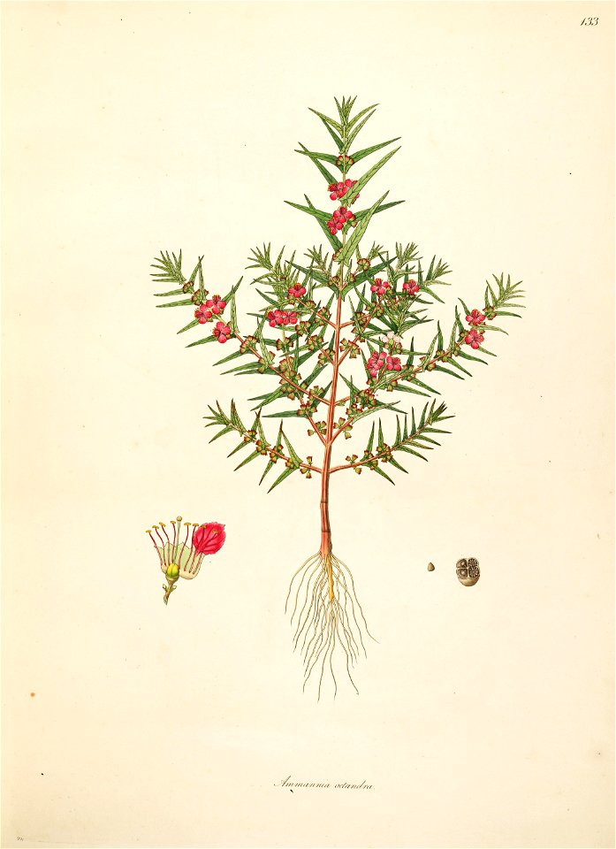 Ammannia octandra Roxburgh 1798 2-133