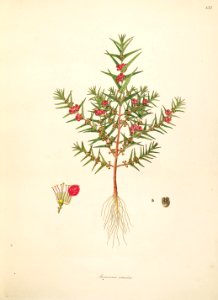 Ammannia octandra Roxburgh 1798 2-133