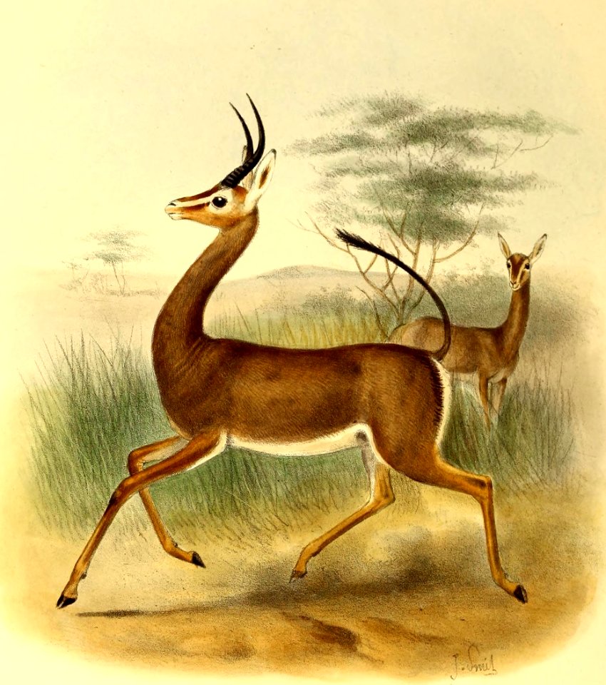 Ammodorcas clarkei The book of antelopes (1894)