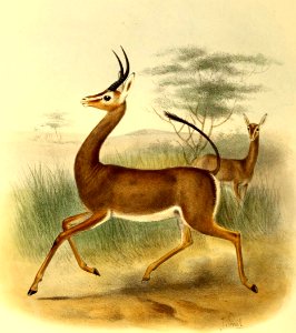 Ammodorcas clarkei The book of antelopes (1894)