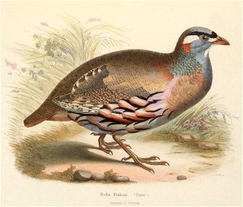 Ammoperdix griseogularis 1849
