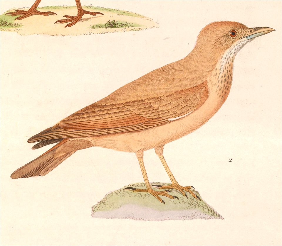 Ammomanes deserti isabellinus 1838