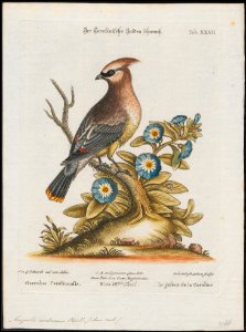 Ampelis cedrorum - 1700-1880 - Print - Iconographia Zoologica - Special Collections University of Amsterdam - UBA01 IZ16600011