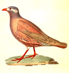 Ammoperdix heyi male 1838
