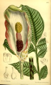 Amorphophallus corrugatus 139-8475
