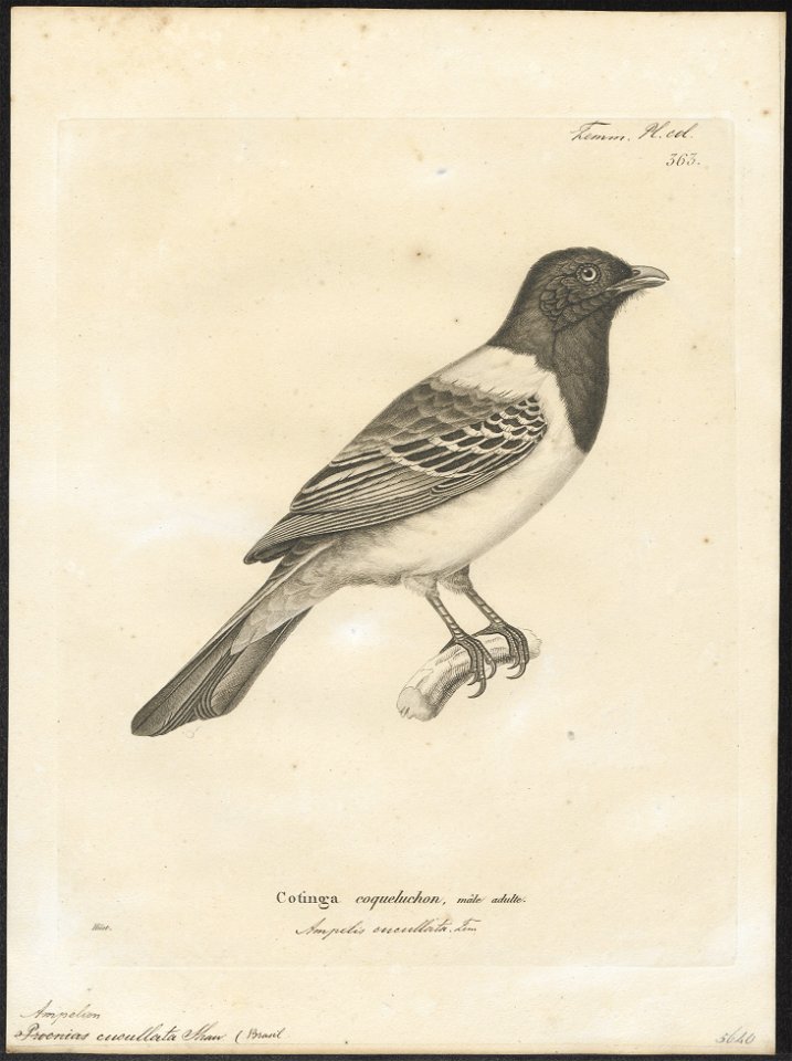 Ampelion cucullata - 1700-1880 - Print - Iconographia Zoologica - Special Collections University of Amsterdam - UBA01 IZ16600107