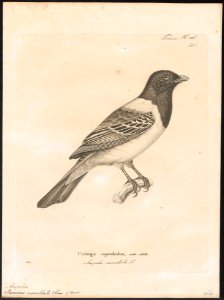 Ampelion cucullata - 1700-1880 - Print - Iconographia Zoologica - Special Collections University of Amsterdam - UBA01 IZ16600107