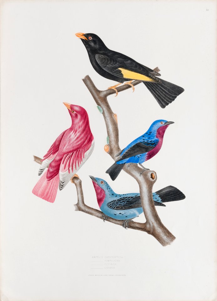 Ampelis chrysoptera - Ampelis pompadora - Ampelis cotinga - Ameplis cayana, da Coleção Brasiliana Iconográfica