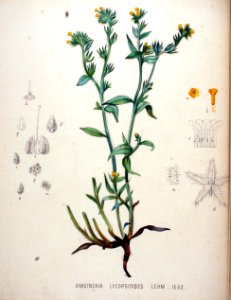 Amsinckia lycopsioides — Flora Batava — Volume v20