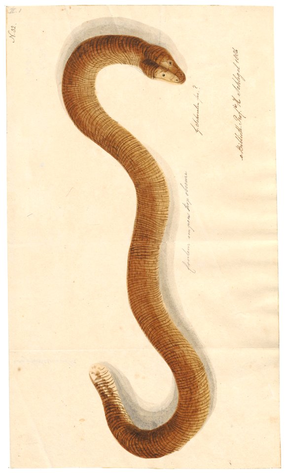 Amphisbaena alba - 1800-1839 - Print - Iconographia Zoologica - Special Collections University of Amsterdam - UBA01 IZAA100159