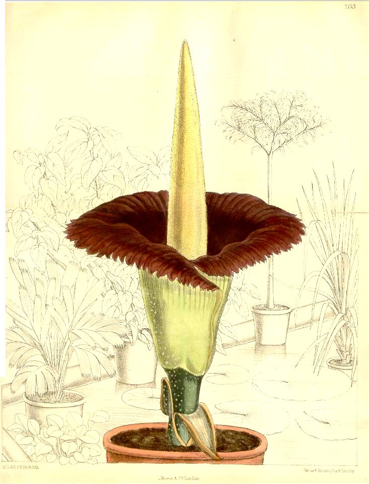 Amorphophallus titanum (Matilda Smith)