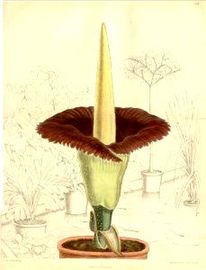 Amorphophallus titanum (Matilda Smith). Free illustration for personal and commercial use.